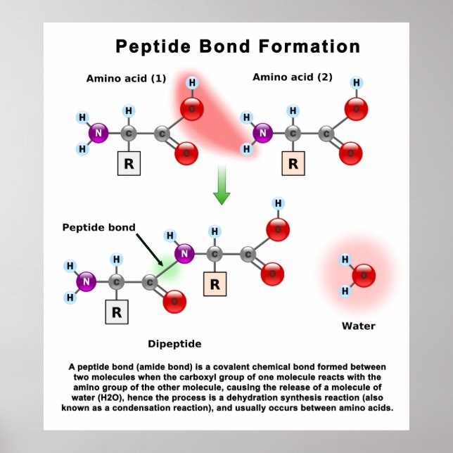 Diagram över Peptid Bond-bildning Poster (Framsidan)