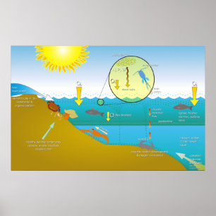 Diagram över Processaa för eutrofiering av Vatten Poster