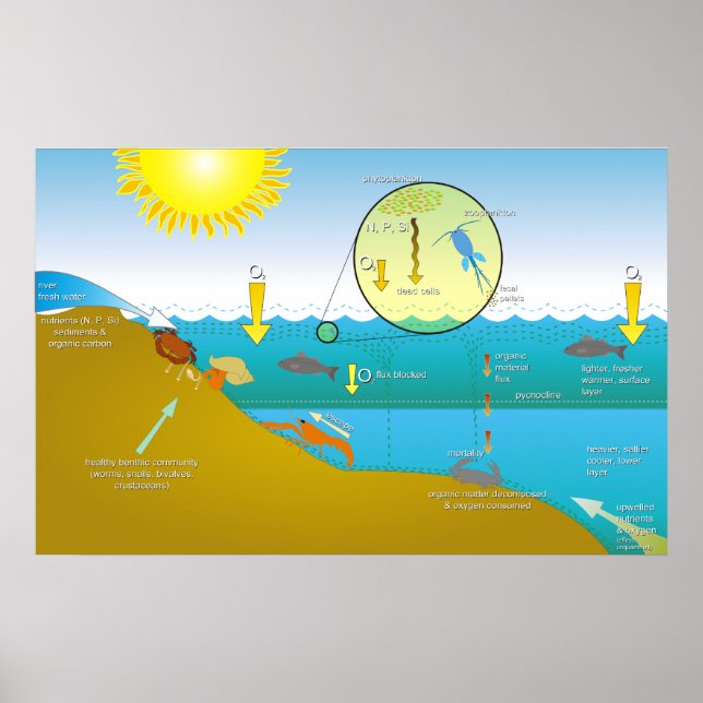 Diagram över Processaa för eutrofiering av Vatten Poster (Framsidan)