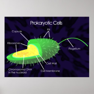 Diagram över prokaryotiska celler poster