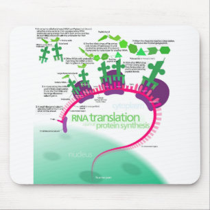 Diagram över proteinsyntes av RNA-översättning Musmatta