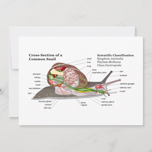 Diagram över Snigel (Helix aspersa) (Framsida)