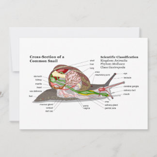 Diagram över Snigel (Helix aspersa)