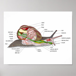 Diagram över snigel Helix aspersa delad sektionera Poster