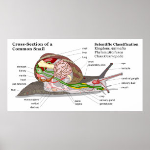 Diagram över Snigel (Helix aspersa) Poster