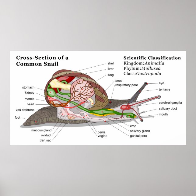Diagram över Snigel (Helix aspersa) Poster (Framsidan)
