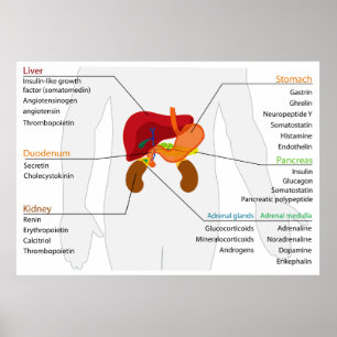 Diagram över systemet för endokrin alimentär körte poster