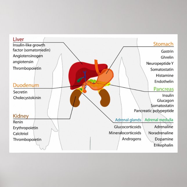 Diagram över systemet för endokrin alimentär körte poster (Framsidan)
