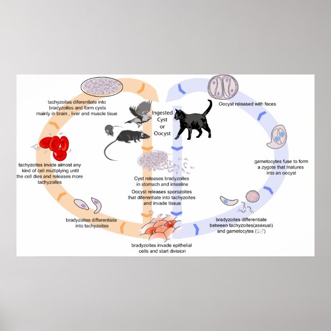 Diagram över Toxoplasma Gondiis livscykel Poster (Framsidan)
