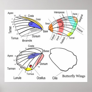Diagram över varje sektion av Butterfly Vingar Poster