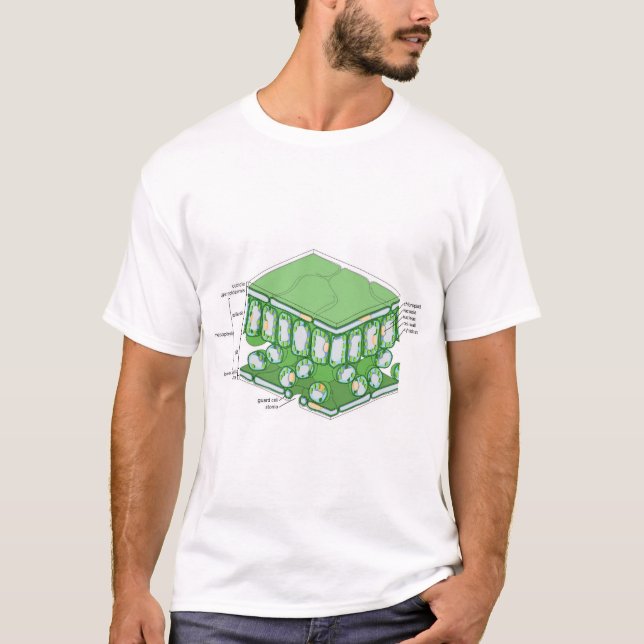 Diagram över vävnadsstrukturen i löv-cellen t shirt (Framsida)
