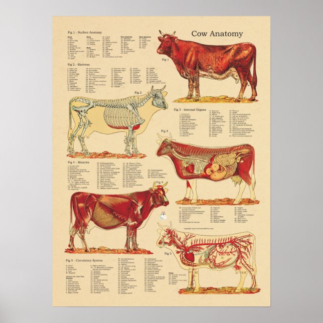 Diagram över veterinäranatomi hos nötkreatur poster (Framsidan)