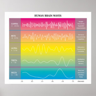 Diagram över Vinkart humant hjärndiagram - Regnbåg Poster