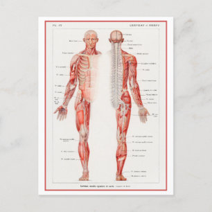 Diagram över Vintage av humant nervsystem Vykort