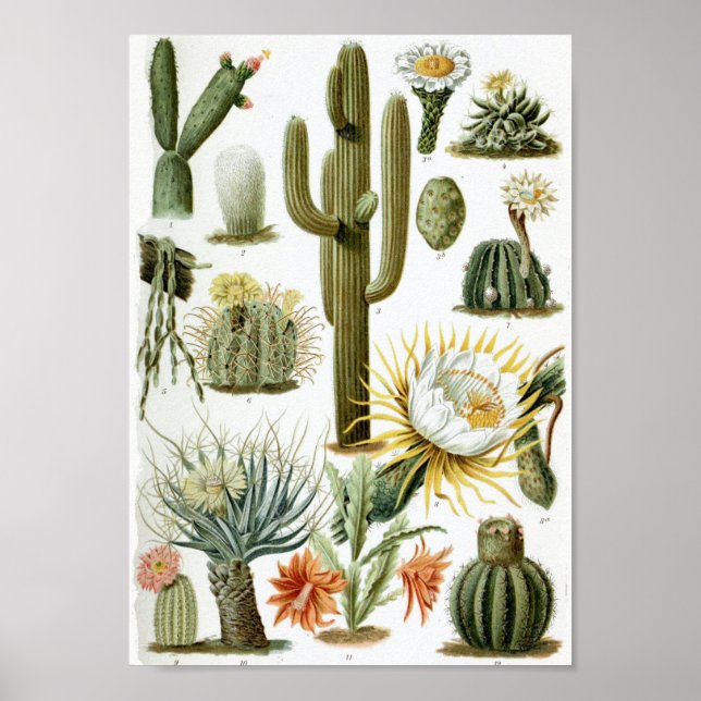 Diagram över vintage Cactus Poster (Framsidan)