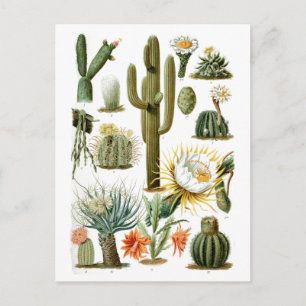 Diagram över vintage Cactus Vykort