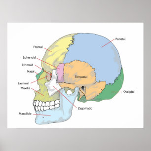 Diagram över Vuxen med humant skal Poster