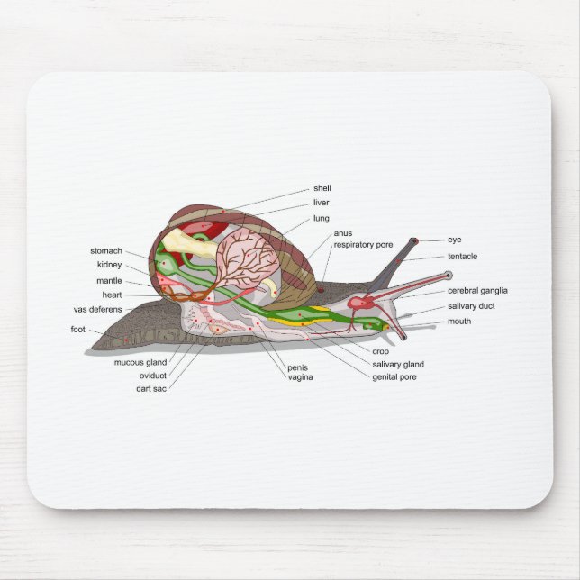 Diagram snail Helix aspersa split-sectioned organ  Musmatta (Framsidan)
