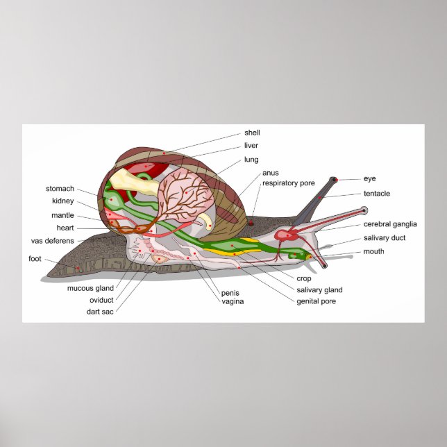 Diagram snail Helix aspersa split-sectioned organ  Poster (Framsidan)