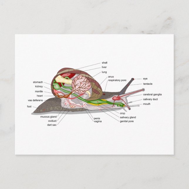 Diagram snail Helix aspersa split-sectioned organ  Vykort (Framsida)