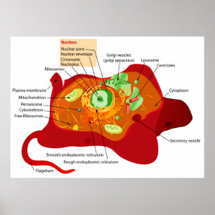 Diagrammet av cellen strukturerar av en djur cell poster