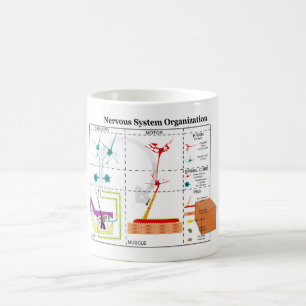 Diagrammet av den grundläggande nervsystemet kaffemugg