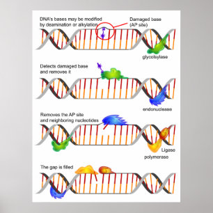 Diagrammet av en enkel DNA baserar Excision Poster
