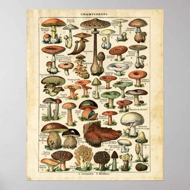 Diagramutskrift för svampar i antika Franskar. Poster (Framsidan)