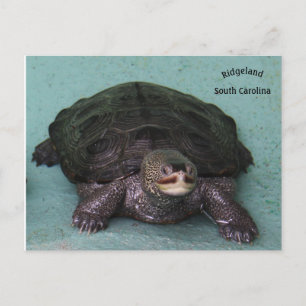 Diamant Bakterrapin Vykort
