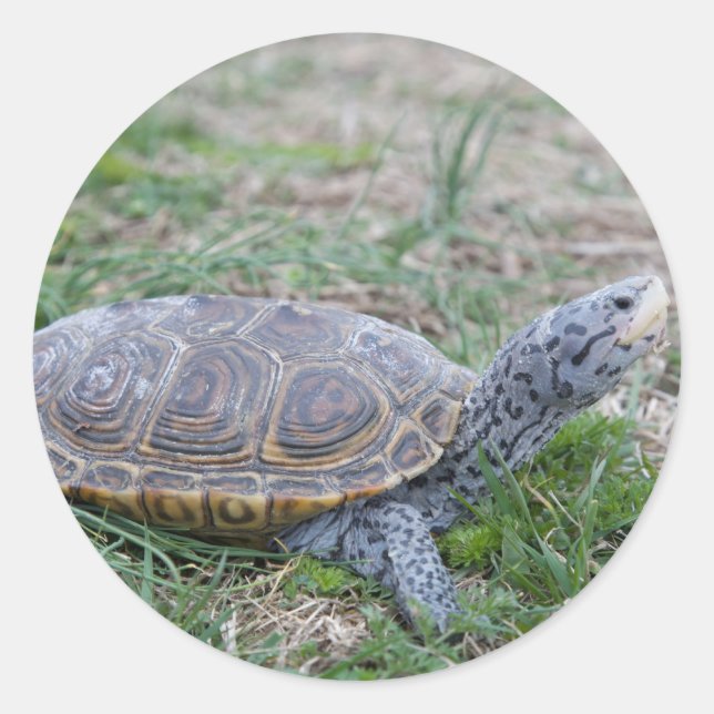 Diamantback terrapin sköldpadda runt klistermärke (Framsida)