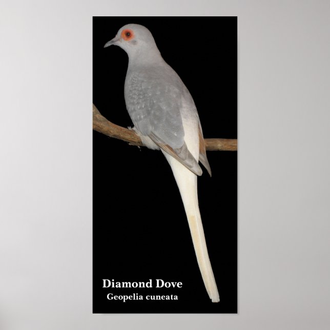 Diamantduva, Diamond Dove, Geopelia cuneata Poster (Framsidan)