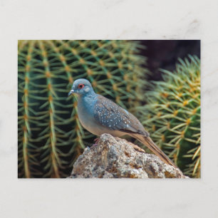 Diamantduva ( Geopelia Cuneata ) Vykort