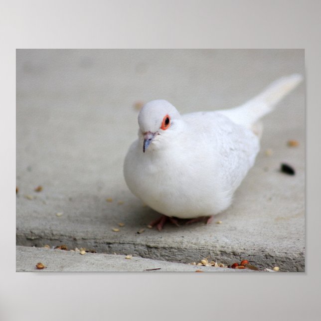 Diamantduva Poster (Framsidan)