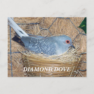 DIAMOND DOVE ON NEST POSTCARD VYKORT