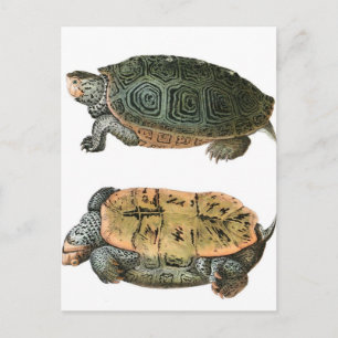 Diamondback Terrapin-illustration Vykort