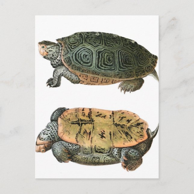 Diamondback Terrapin-illustration Vykort (Framsida)