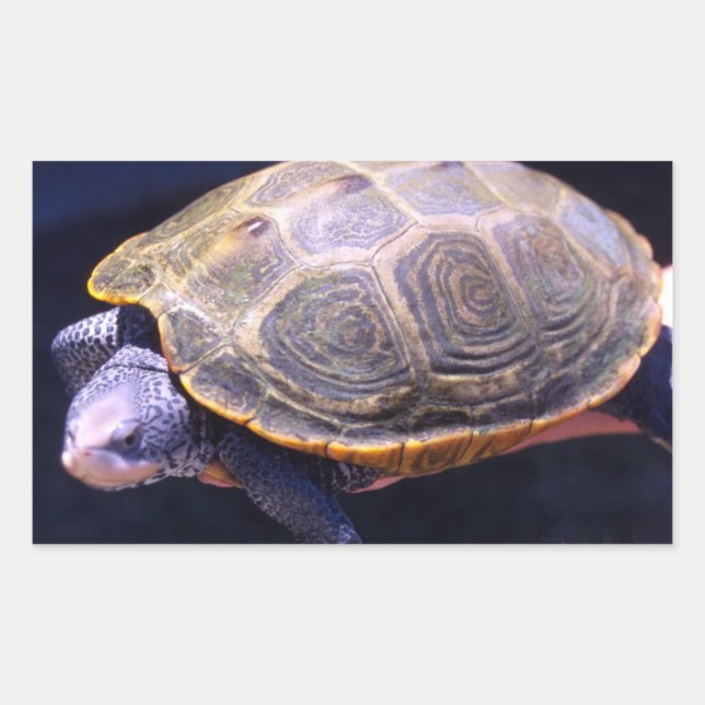 Diamondback Turtle Rektangulärt Klistermärke (Framsida)