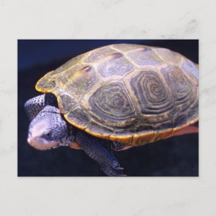 Diamondback Turtle Vykort