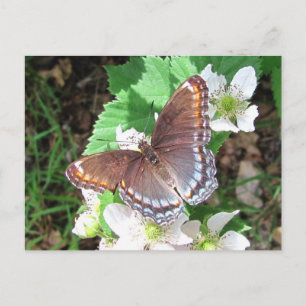 Diana Butterfly ~ vykort