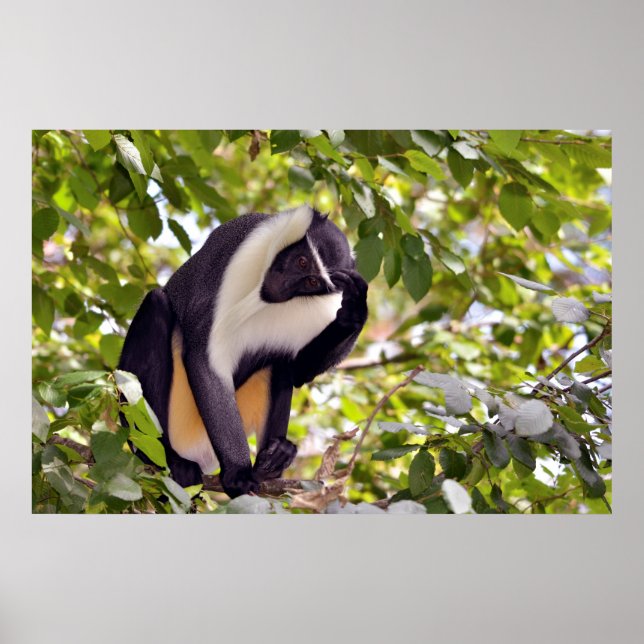 Diana monkey i träd poster (Framsidan)