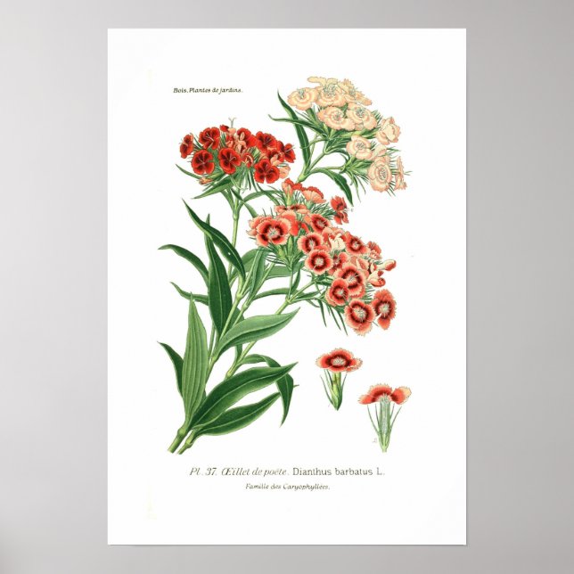 Dianthus barbatus (Sweet William) Poster (Framsidan)