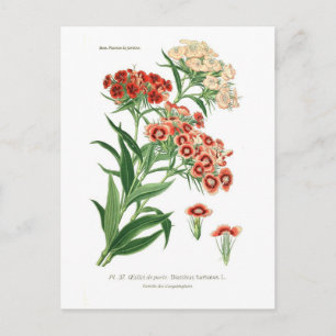 Dianthus barbatus (Sweet William) Vykort
