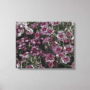 DIANTHUS CANVASTRYCK