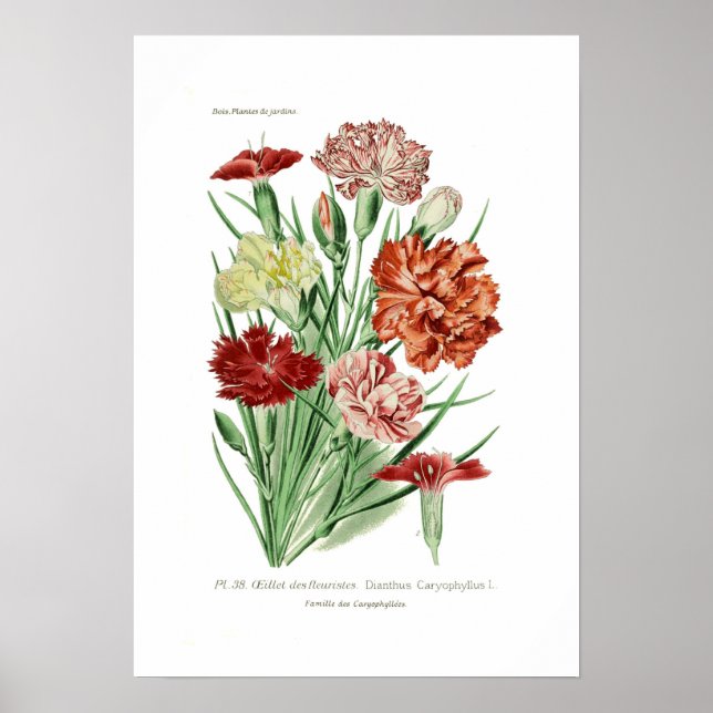 Dianthus caryophyllus (nejlikor) poster (Framsidan)
