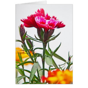 Dianthus Flower Hälsningskort