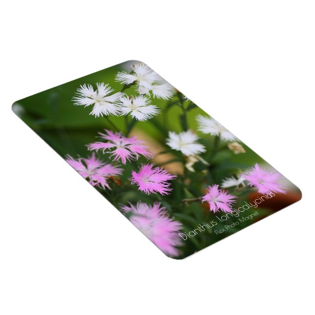 Dianthus longicalycinus [Flex Photo Magnet] Magnet (Högersidan)