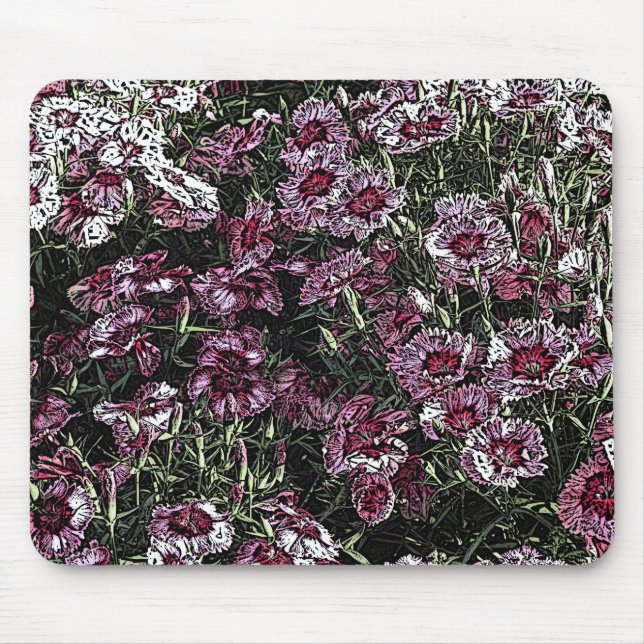 DIANTHUS MUSMATTA (Framsidan)