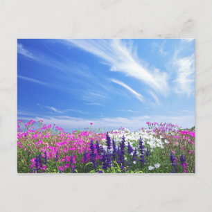 Dianthus och Salvia Flowers Vykort