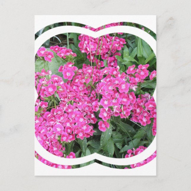 Dianthus perenna vykort (Framsida)