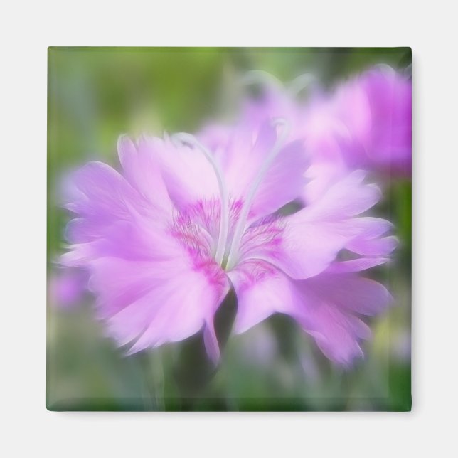 Dianthus Plumarius Flower Magnet (Framsidan)